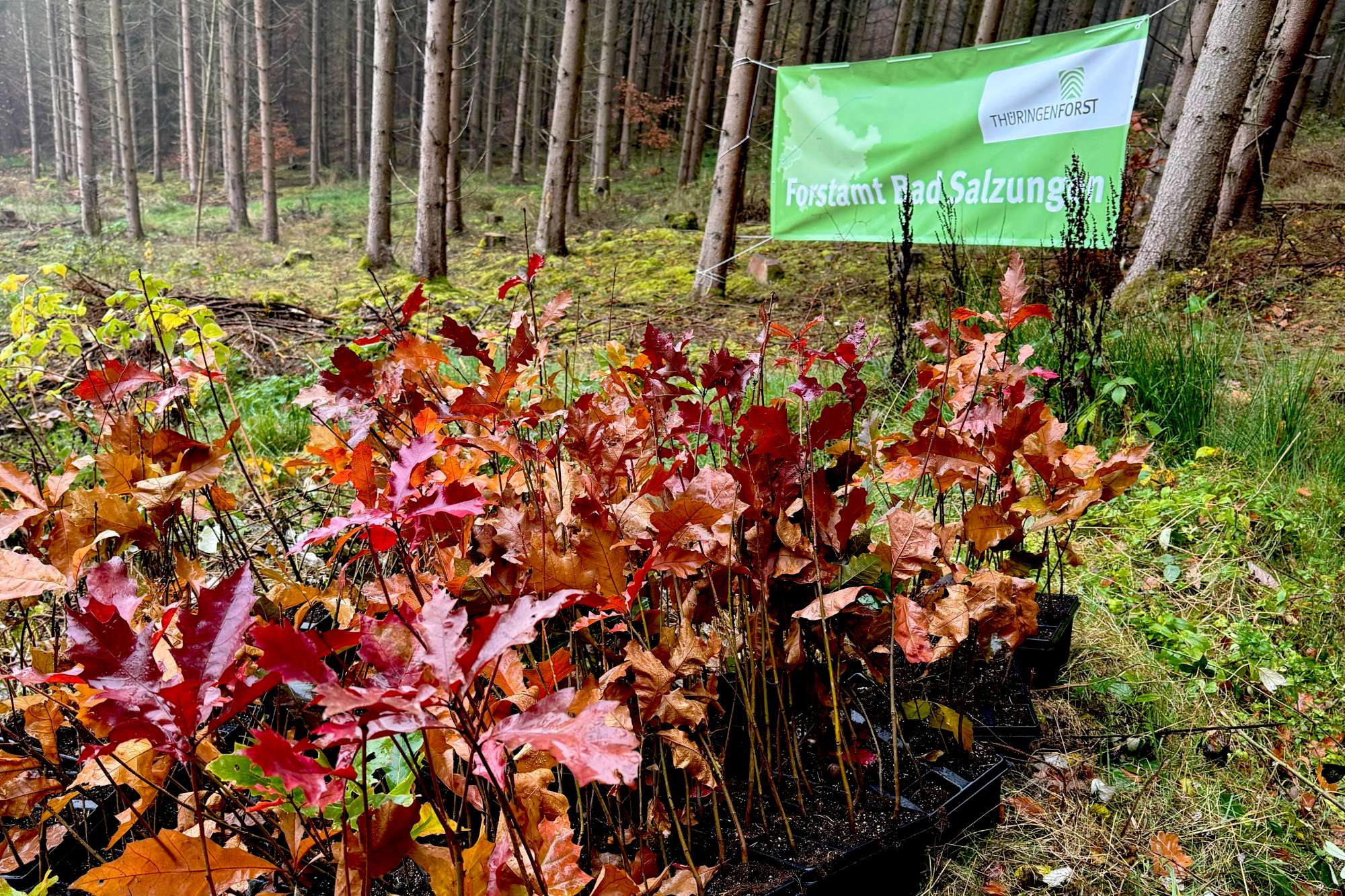 Arjes save nature